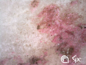 High magnification image on Anadyomene Venus, © ISPC-CNR, courtesy of MANN
