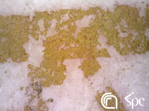 High magnification image on Bikini Venus, © ISPC-CNR, courtesy of MANN